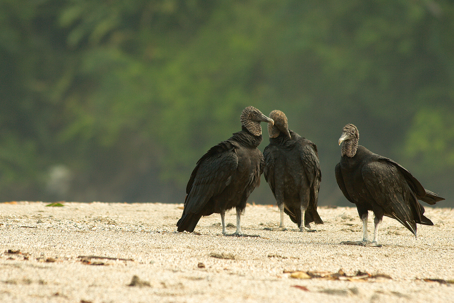 Black_Vulture_Discussing_MG_6258