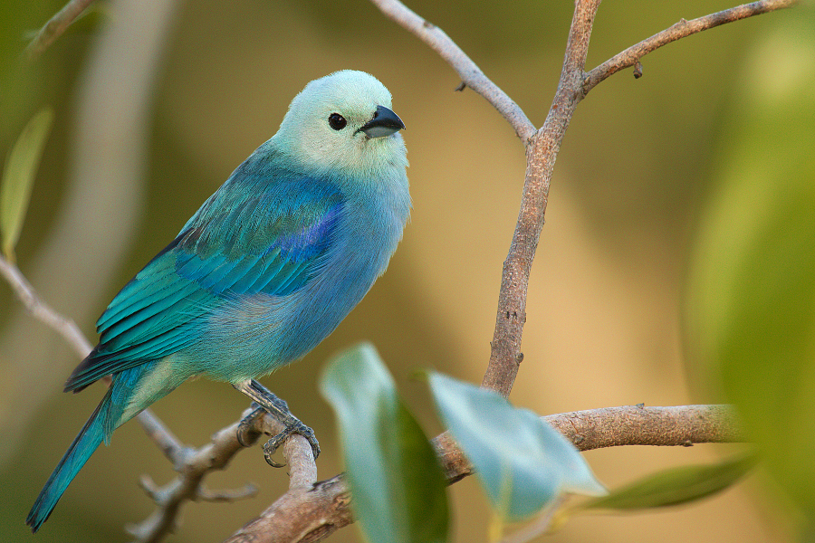 Blue_gray_tanager_IMG_4997