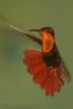TrindadTobago/Ruby_Topaz_hummingbird_IMG_5371.jpg