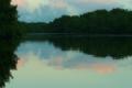 TrindadTobago/Caroni_Swamp_MG_6665.jpg