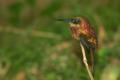 TrindadTobago/Jacamar_MG_6897.jpg