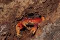 Gecarcinus_ruricula.jpg