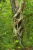 Guaraguao_tree.jpg